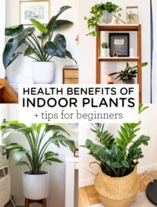 Health Benefits Of Indoor Plants + Tips For Beginners - Simply Quinoa